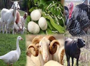 Hayvancılık yatırımlarına hibe desteğine devam!